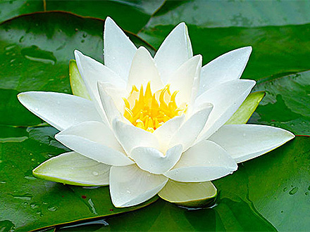 18luck新利手机版苹果