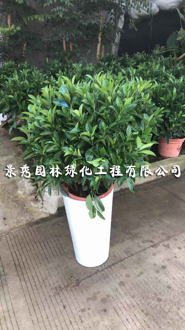 非洲茉莉