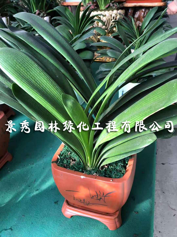 君子兰