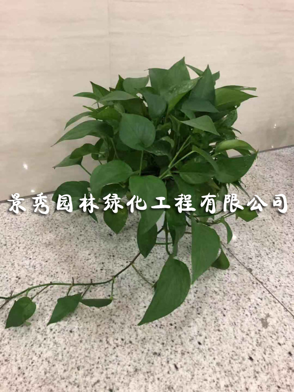 常州花木销售