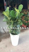 分析园林绿化工程的特点